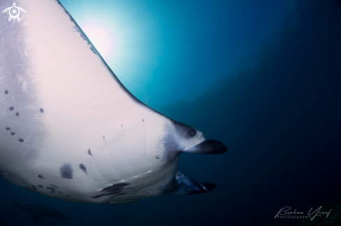 A Manta ray