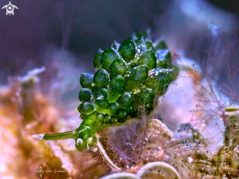 A Sacoproteus smaragdinus  | Grapeweed Sea slug - Nudibranch