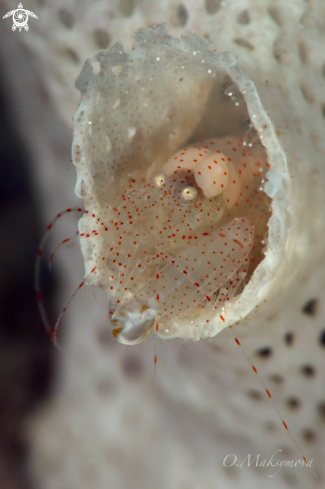 A Bryozoan Snapping Shrimp