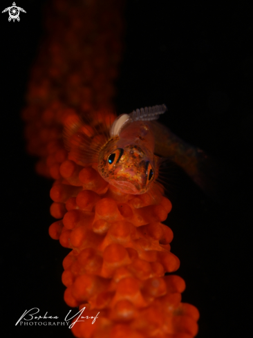 A Whip Coral Goby