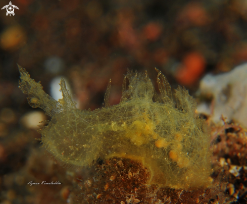 A Nudibranch