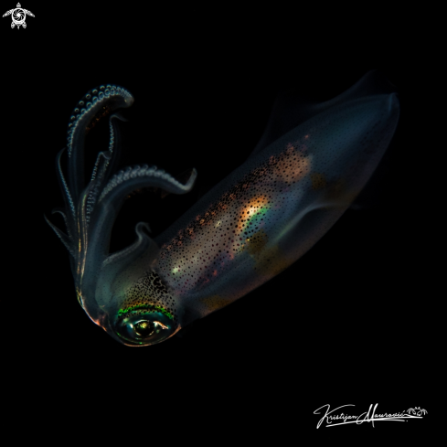 A Sepioteuthis lessoniana | Big Reef Squid