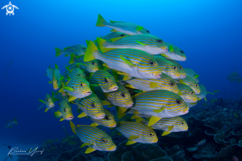 A Plectorhinchus polytaenia | Ribboned sweetlips