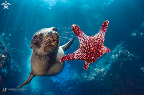 A California Sea Lion