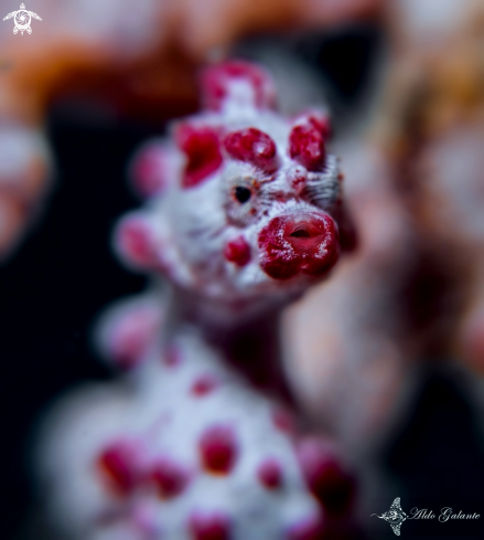 A Pygmy Seahorse Bargibanti