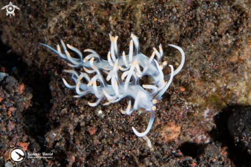 A Bicolor Flabellina Nudibranch