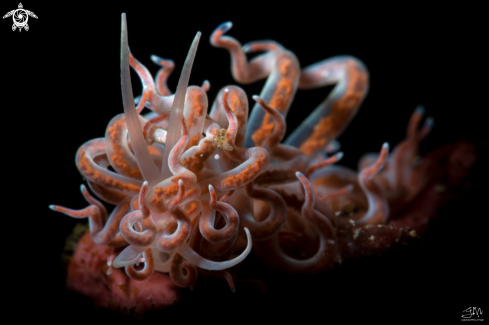 A Phyllodesmium sp | Nudibranch