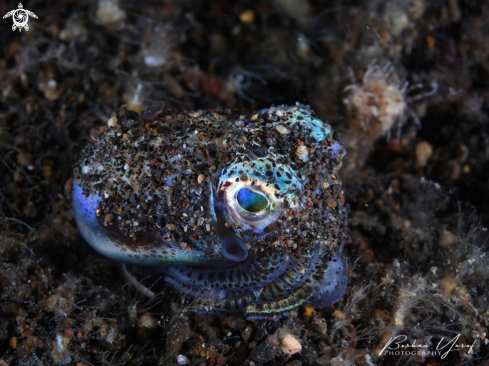 A Euprymna scolopes | Bobtail Squid