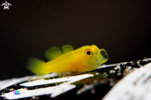 A Yellow Goby | Yellow Goby