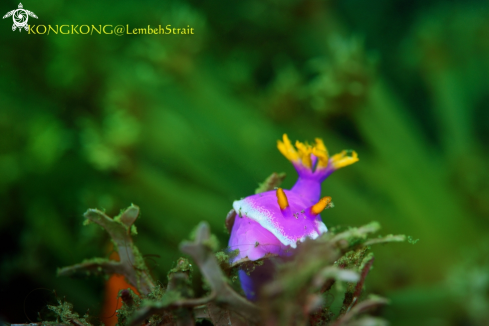 A Nudibranch