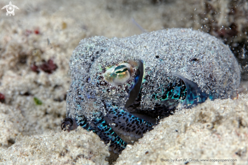 A Bobtail Squid