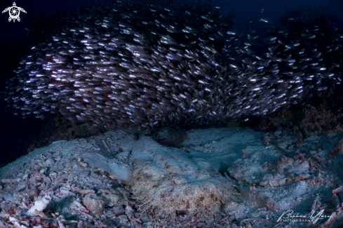 A Orectolobus maculatus | Carpet Shark