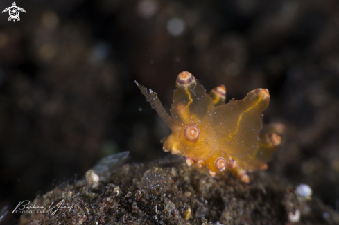 A Eubranchus sp. | Eubranchus nudibranch