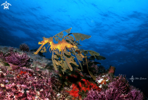 A Phycodurus eques (Günther, 1865) | Leafy Seadragon or Glauert's seadragon