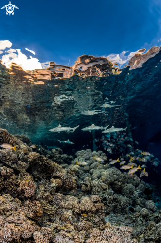 A Coral Reef and Blacktip Reef Sharks