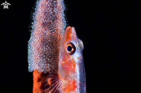 A GOBY