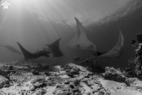 A Manta alfredi | Reef Manta