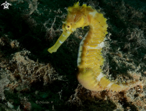 A Pregnant Thorny seahorse