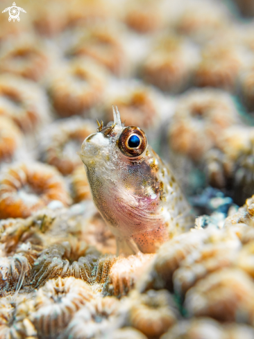 A Variable Fangblenny Blenny