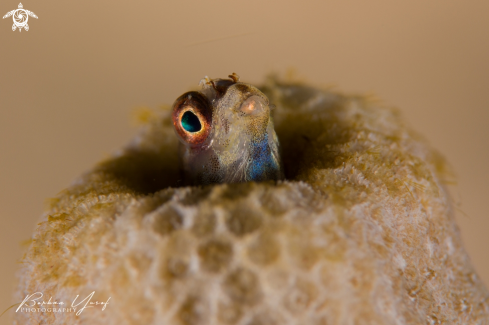 A Blennioidei | Blenny