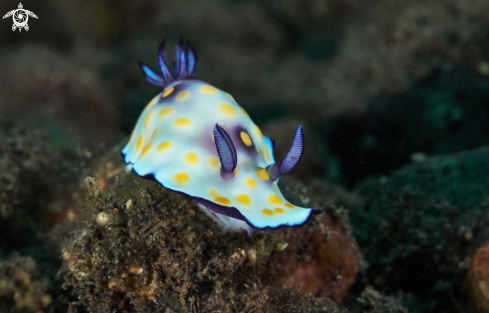 A Nudibranch Goniobranchus sp