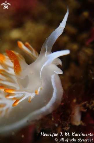 A Nudibranch