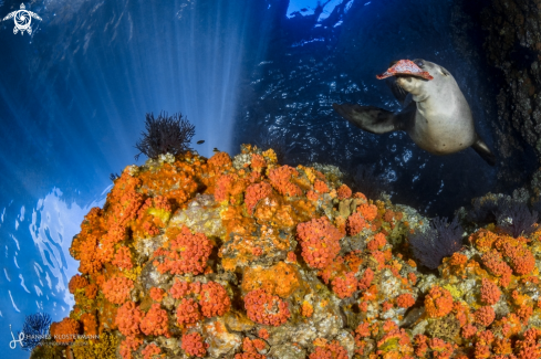 A California Sea Lion