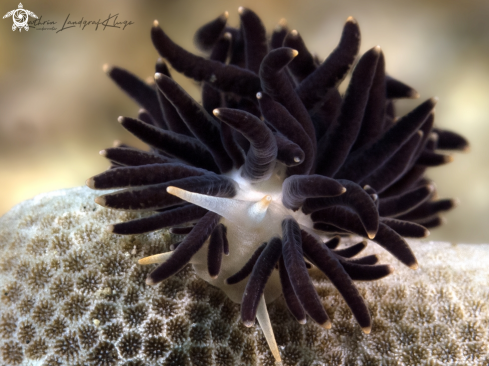 A Phestilla melanobrachia | Nudibranch