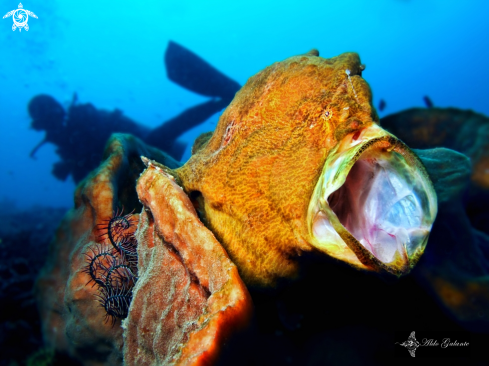 A Antennarius commerson (Lacepède, 1798) | Giant Frogfish