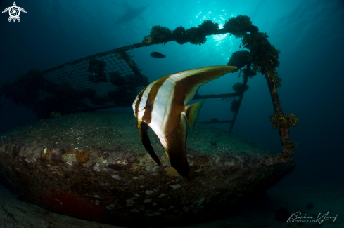 A Longfin Batfish