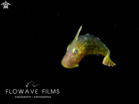 A Juvenile Filefish