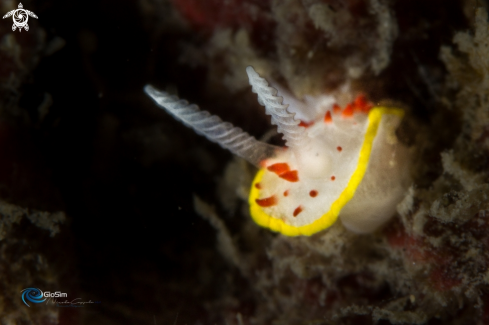 A DIAPHORODORIS PAPILLATA