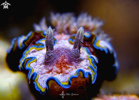 A Glossodoris Nudibranch