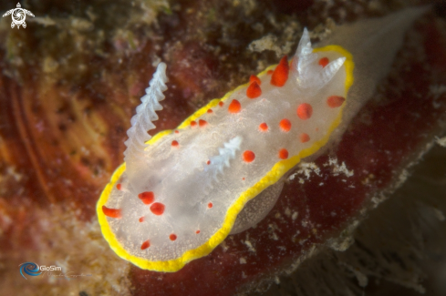 A DIAPHORODORIS PAPILLATA