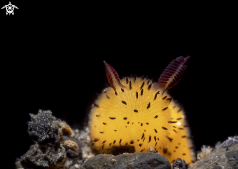 A yellow nudibranch