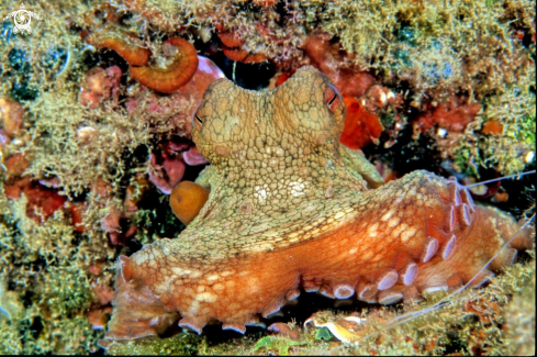 A octopus