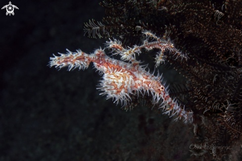 A Couple of Harlequin Ghost Pipefish (Solenostomus paradoxus)