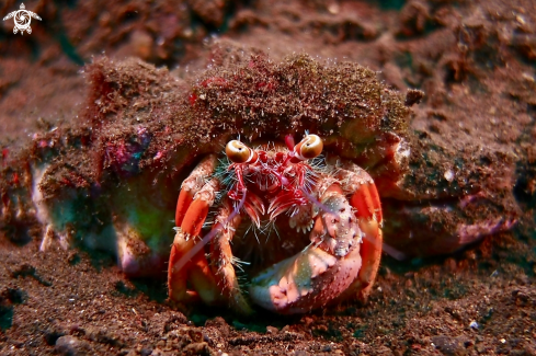 A Decorator Crab