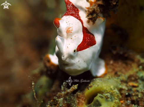A Frogfish Juvenil - Skeleton shrimp