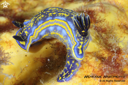 A Nudibranch