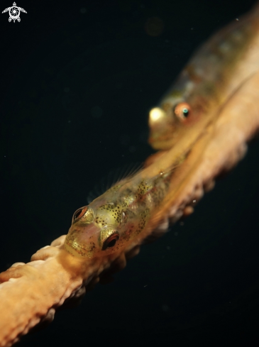 A Gobies