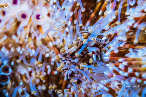 A Zebrida adamsii , Toxopneustes pileolus | Zebra crab and Flower urchin 