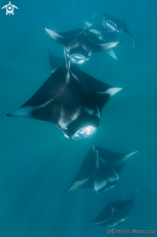 A Mobula alfredi | Reef Manta 