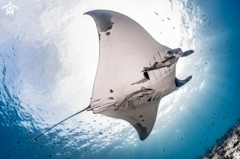 A Giant Pacific Manta Ray