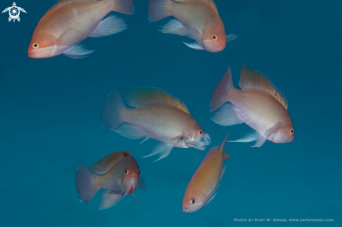 A Stocky Anthias