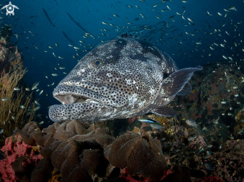 A Malabar Grouper