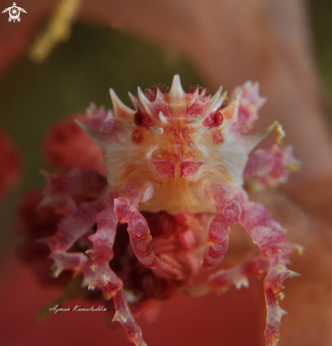 A Candy crab