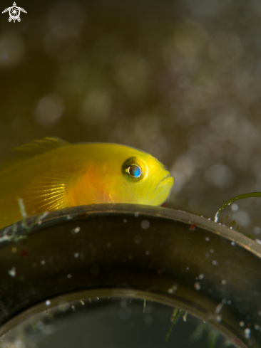 A Yellow Pygmy Goby