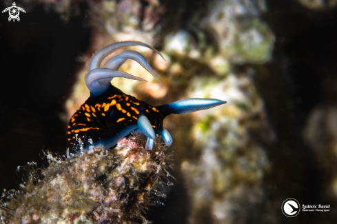 A Roboastra gracilis | Slender Roboastra Nudibranch