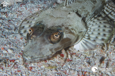 A Rogadius pristiger | Thorny Flathead